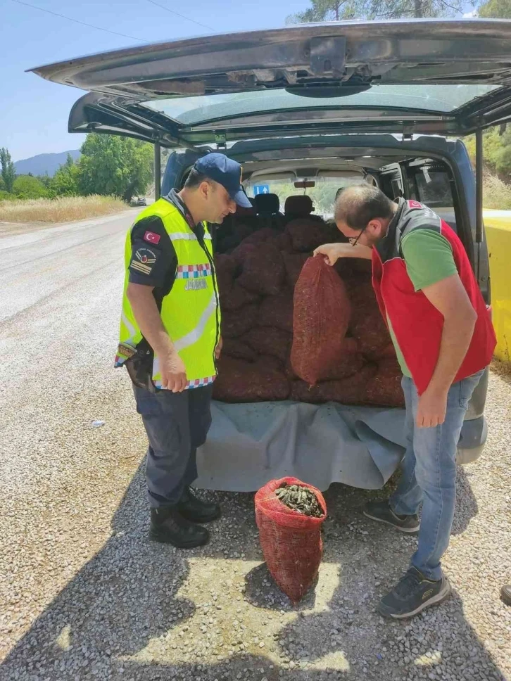 Muğla’da 1,5 ton kaçak midye ele geçirildi
