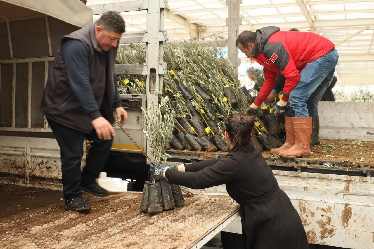 Muğla’da 20 bin zeytin fidanı toprakla buluştu
