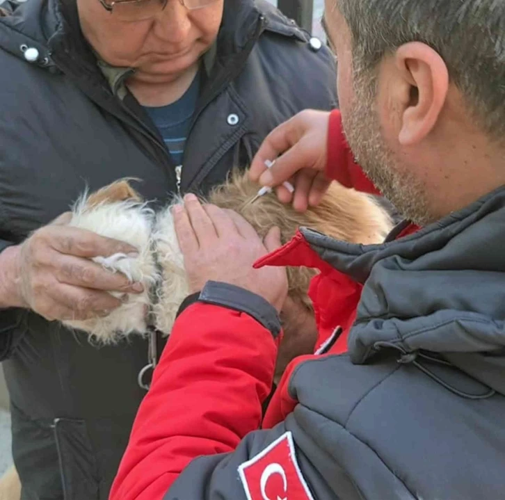 Muğla’da 37 bin havyana mikroçip takıldı
