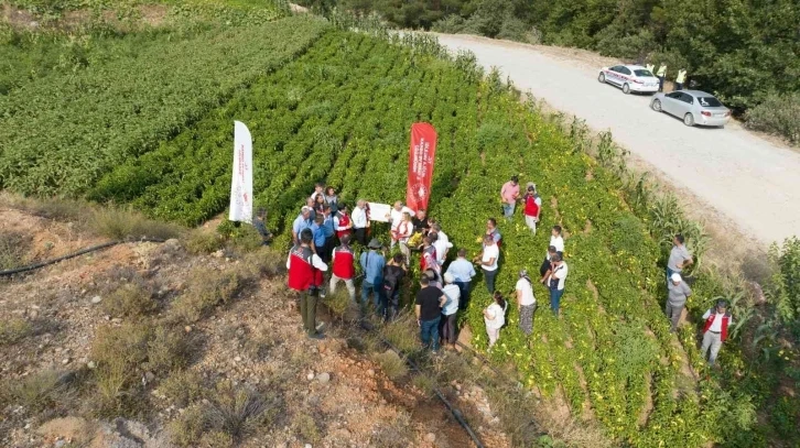 Muğla’da lavanta ve biber hasadı coşkusu
