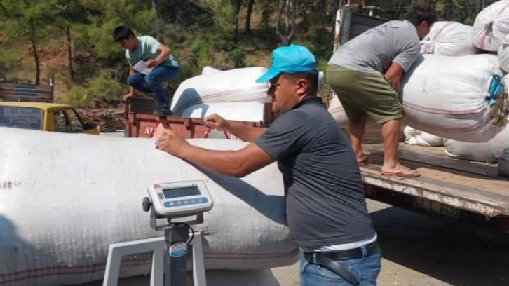 Muğla'da hasat edilen kekik, adaçayı ve harnup ihaleyle satıldı