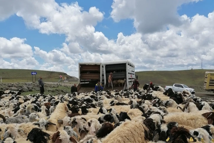 Muhtarın öldürüldüğü sürü kavgası sonrası 4 bin 500 küçükbaş ilçe dışına taşındı
