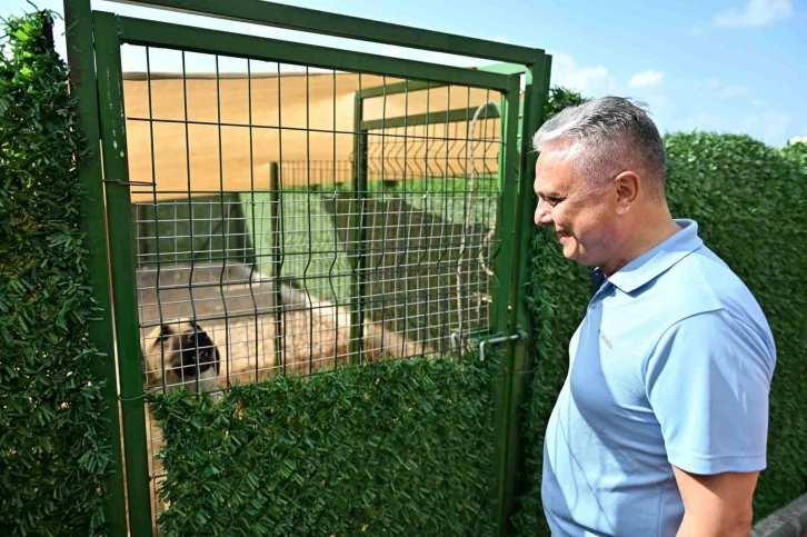 Muratpaşa Belediye Başkanı Uysal: &quot;Sokak hayvanlarında denge sağlanmalı&quot;
