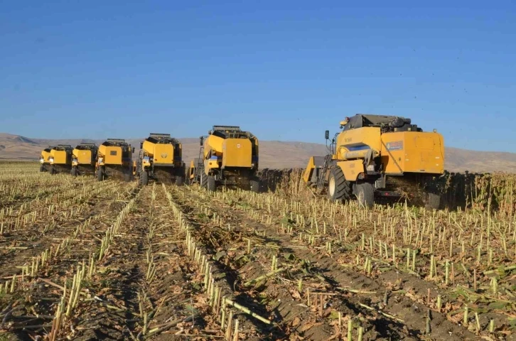 Muş Ovası’nda ayçiçeği hasadı
