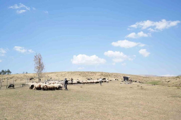 Muş’ta güneşten önce uyanan kadınların zorlu yayla mesaisi devam ediyor