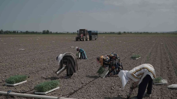 Mustafakemalpaşa’da 280 bin ton salçalık domates ekimi başladı
