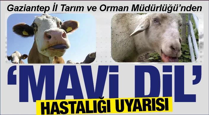 Gaziantep İl Tarım ve Orman Müdürlüğü’nden ‘MAVi DiL’ HASTALIĞI UYARISI