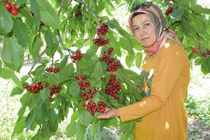 Napolyon türü kirazlar üreticinin yüzünü güldürüyor
