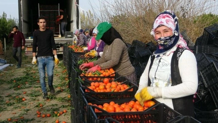 Narenciye işçi fiyatları belli oldu