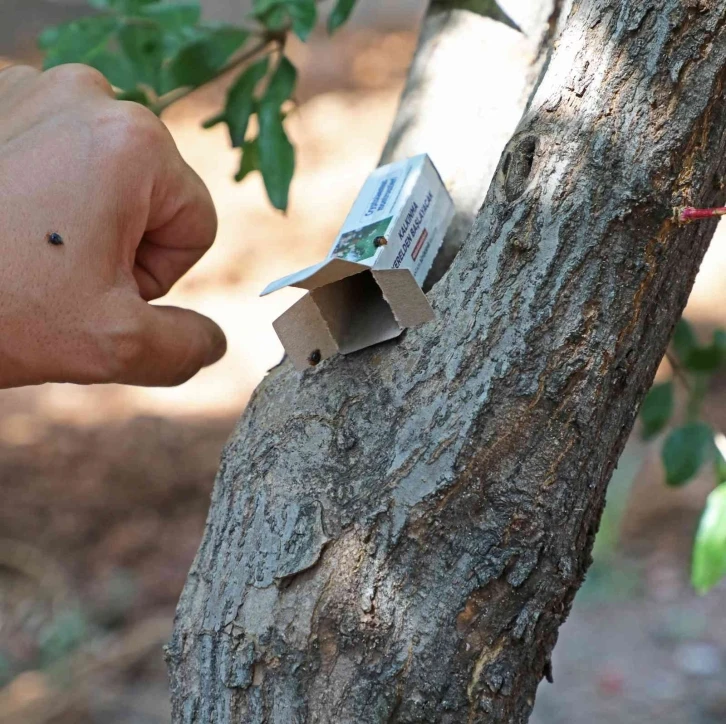 Narenciye ve nar ağaçlarını avcı böcek koruyacak
