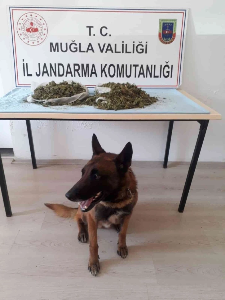 Narkotik köpeği Kont, uyuşturucuya geçit vermedi
