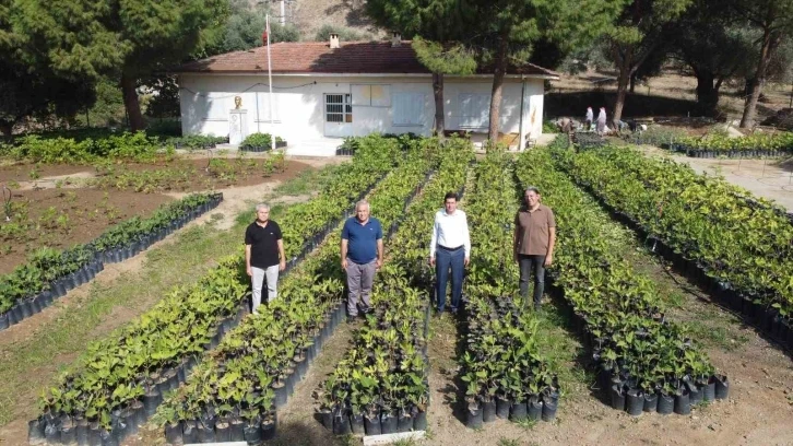 Nazilli Belediyesi, binlerce fidanı kendi üretiyor
