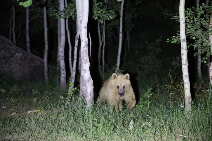 Nemrut’un maskot ayıları kış uykusundan uyandı
