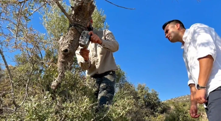 Nesli tehlike altında olan Saz Kedisi için çalışmalar devam ediyor
