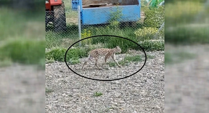 Nesli tükenme tehlikesi altında olan vaşak bahçede görüntülendi
