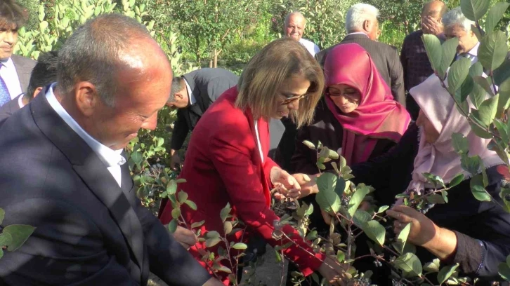 Nevşehir’de süper meyve ’aronya’ hasadı yapıldı
