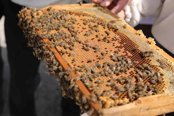 Niğde’de bal üreticilerine damızlık ana arı dağıtıldı

