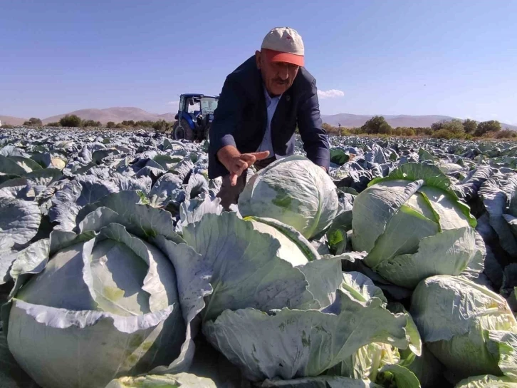 Niğde’de lahana hasadı yüz güldürüyor
