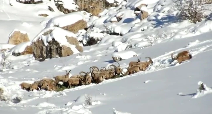 Niğde’de yaban hayvanları için doğaya yem bırakıldı
