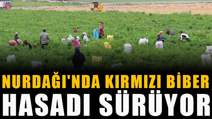 Nurdağı'nda kırmızı biber hasadı sürüyor