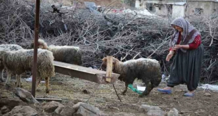 Nurdağı’nda 605 saat sonra 5 koyun sağ çıkarıldı