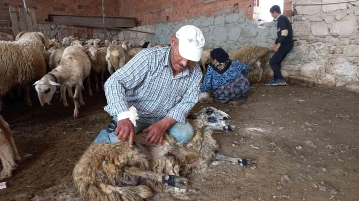 O ilçede koyunlar asırlardır aynı yöntemle kırkılıyor
