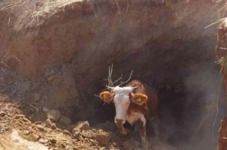 Obruğa düşen inek AFAD ekipleri tarafından kurtarıldı
