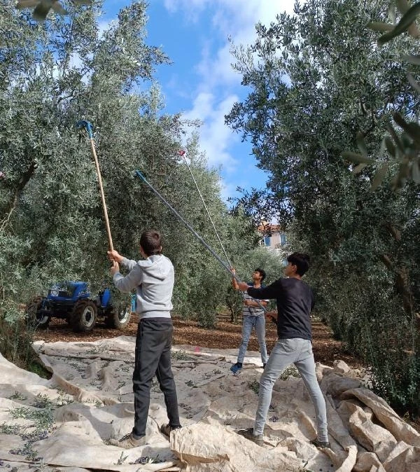 Öğrenciler zeytin topladı