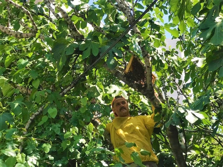 Oğul veren arılar şehri bastı
