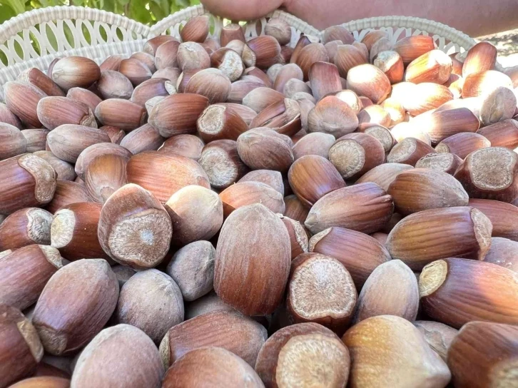 Okulu bırakıp, Mardin’de fındık üretmeye başladı
