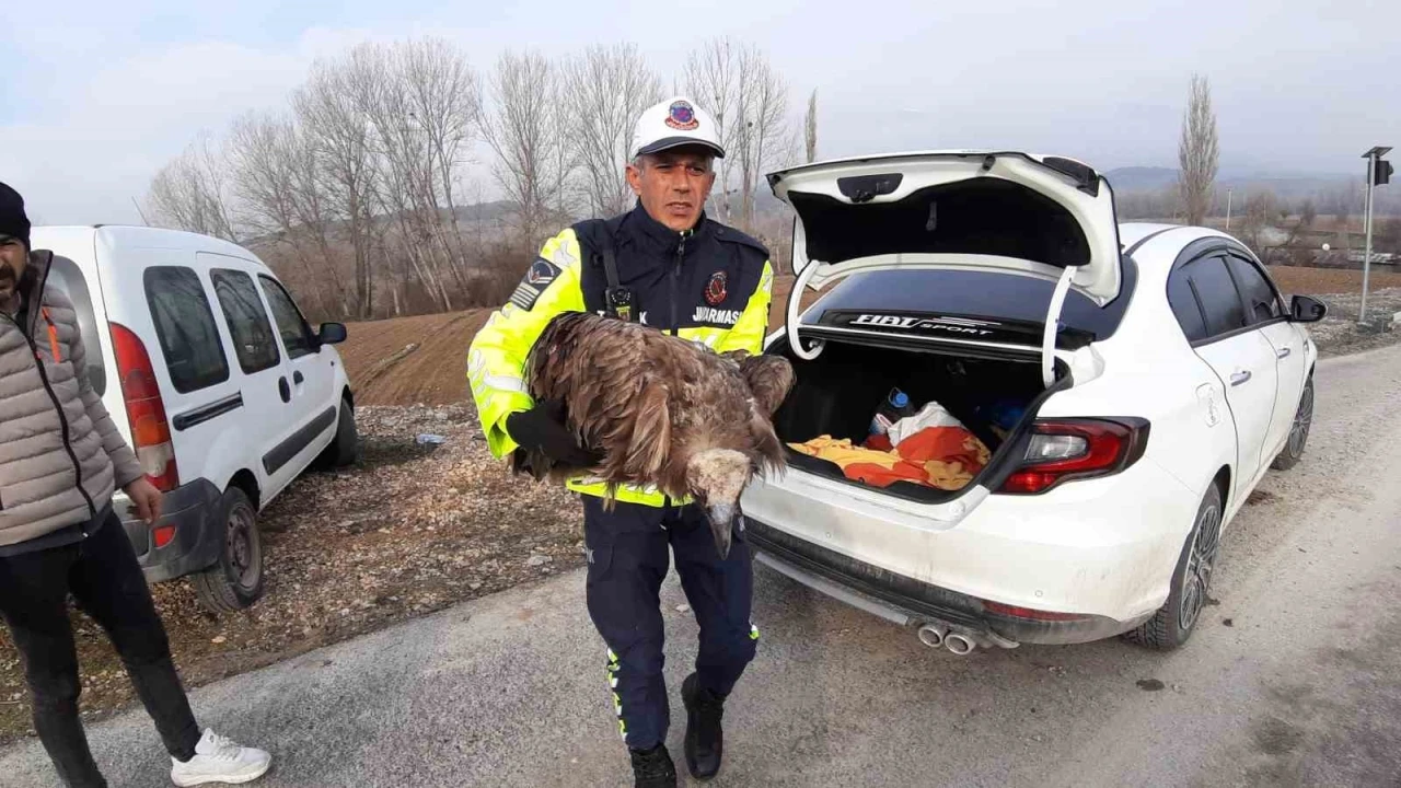 Ölmek üzere olan yaralı akbabanın yardımına jandarma yetişti
