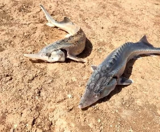 Oltaya takılan Sibirya Mersin Balığı büyüklüğü ile şaşırttı
