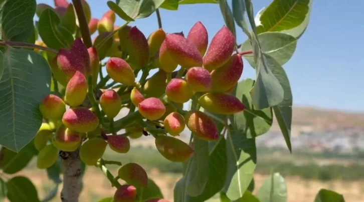 Olumsuz hava koşullarının ekili arazilere verdiği zarar tarım sigortasının önemini bir kez daha ortaya koydu
