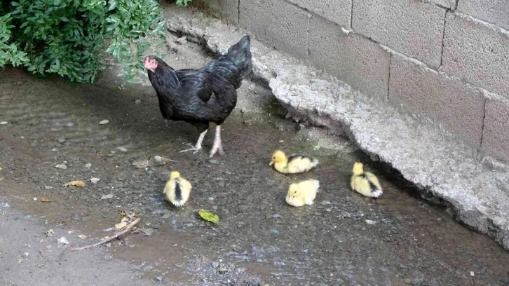 Ördek yavrularına annelik yapan tavuk
