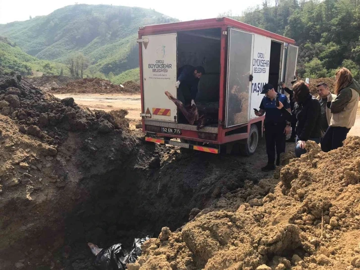 Ordu’da 2 ton kaçak et imha edildi
