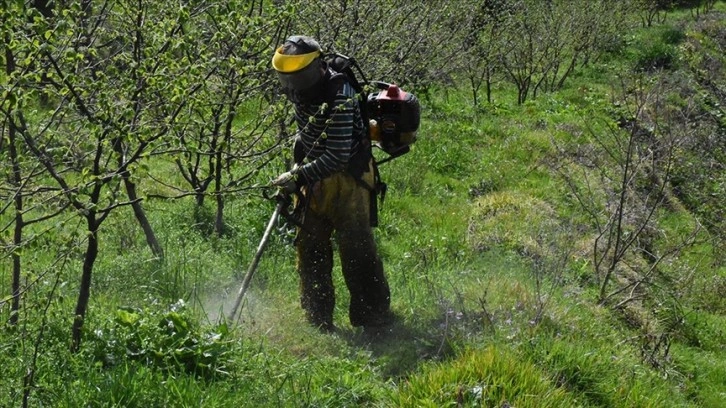 Ordu'da Fındık Bahçeleri Yenileniyor