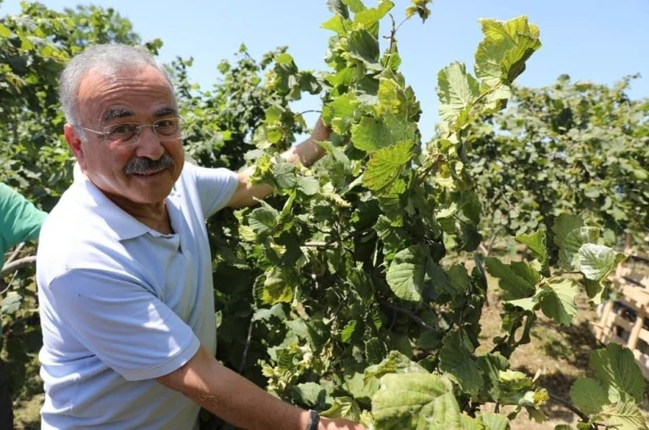 Ordu’da fındık dalda kalmıyor
