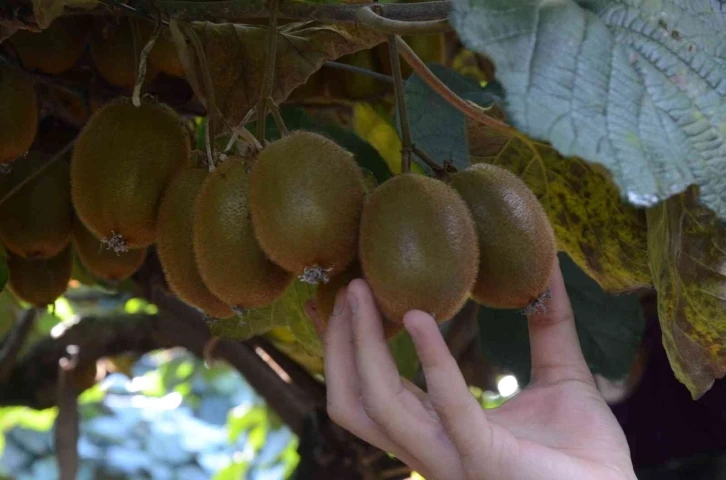 Ordu’da kivi hasadı başladı
