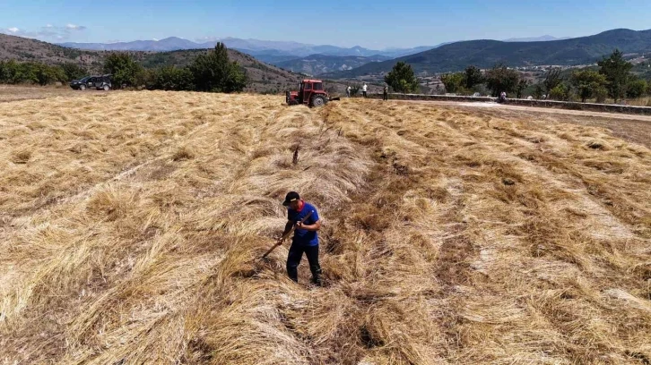 Ordu’da siyez buğday hasadı sevindirdi
