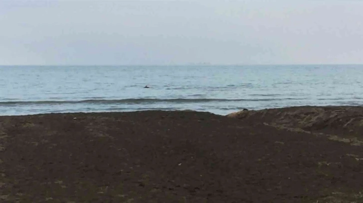 Ordu’da yunuslar görüntülendi
