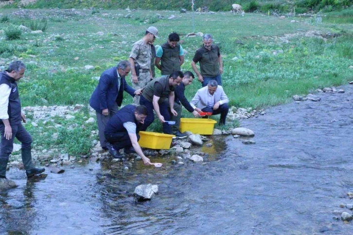 Ordu’nun derelerine 50 bin adet alabalık bırakıldı
