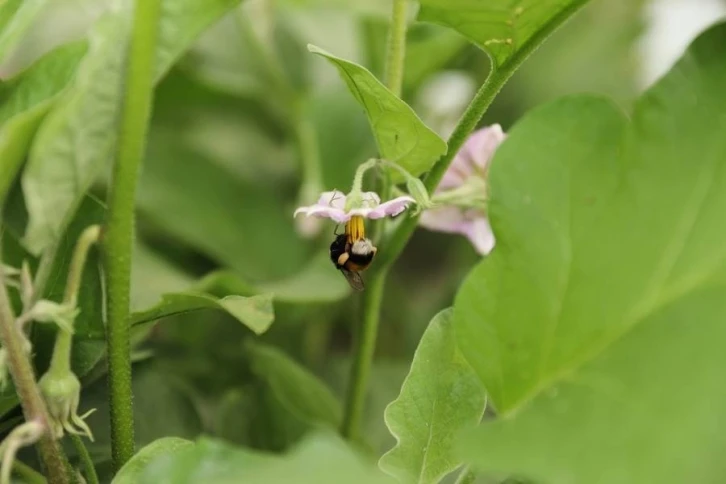 Ordu tarımda verim ve kaliteyi ‘bombus arısı’ ile arttıracak
