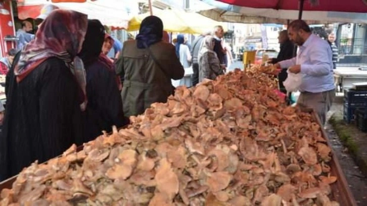 Ordu’da fındık tirmidi bolluğu: Kilosu 50 liradan satılıyor