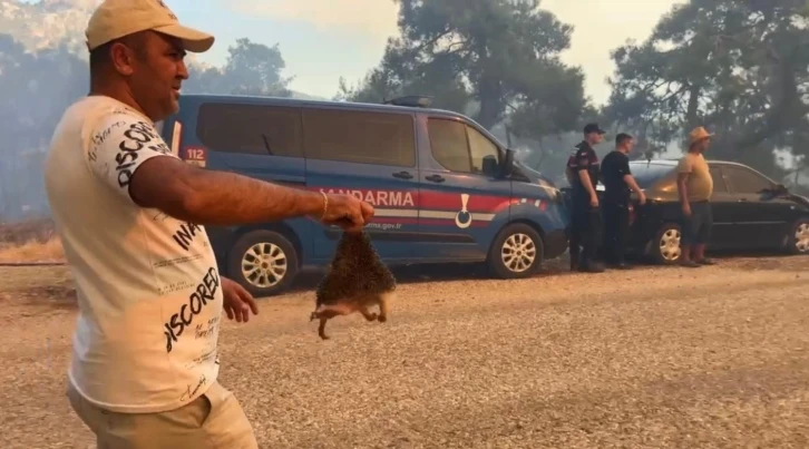 Orman yangınında kirpiyi yanmaktan kurtarıp serinlettiler
