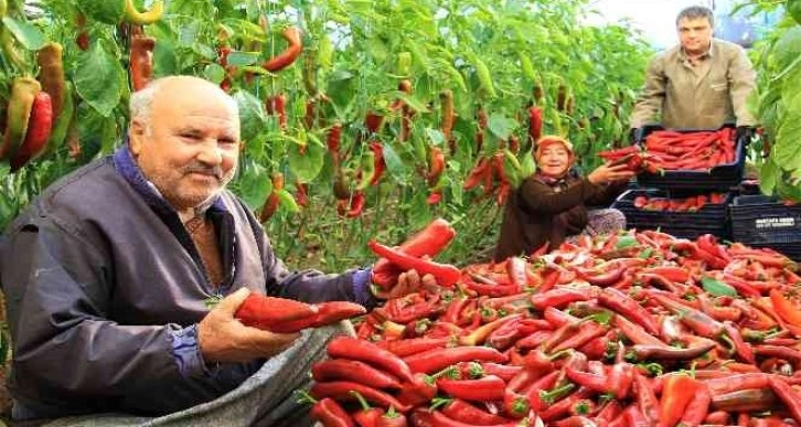 Örtü altı kırmızı biber üreticisini güldürdü