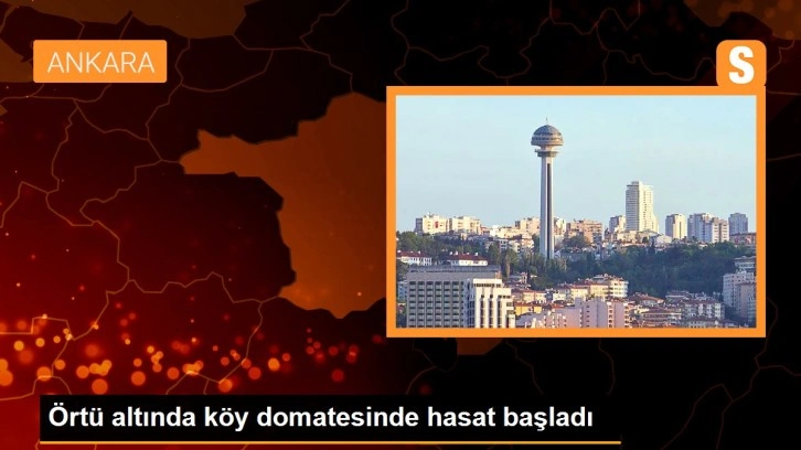 Örtü altında köy domatesinde hasat başladı