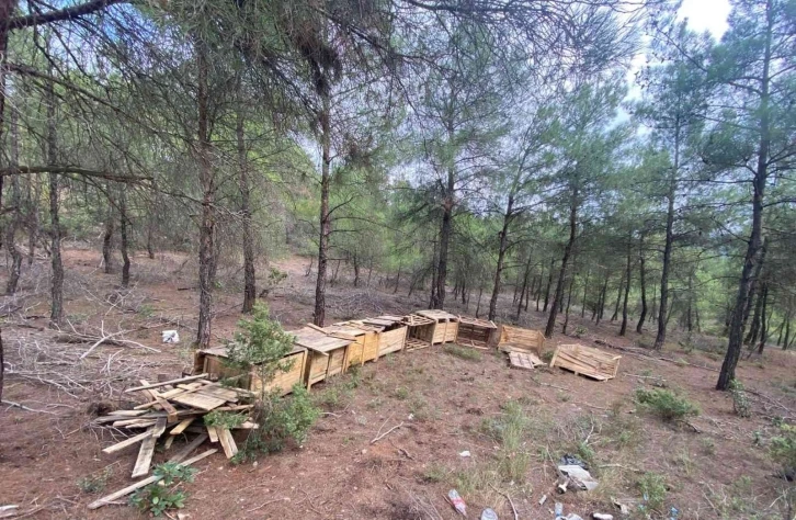 Osmaneli Belediyesi sokak hayvanlarına sahip çıkıyor
