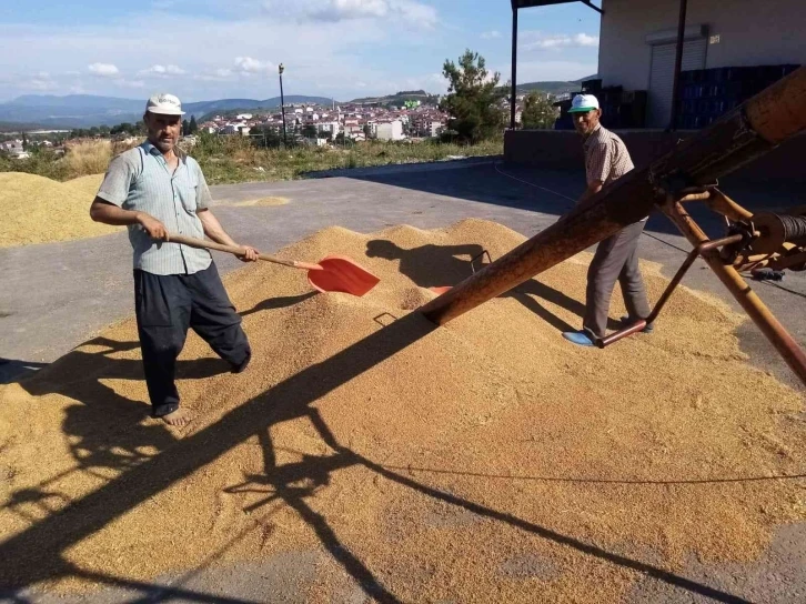 Osmaneli’de buğday hasadı başladı
