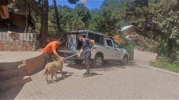 Osmaniye Belediyesinden, yaylalardaki yaralı sokak hayvanlarına tedavi