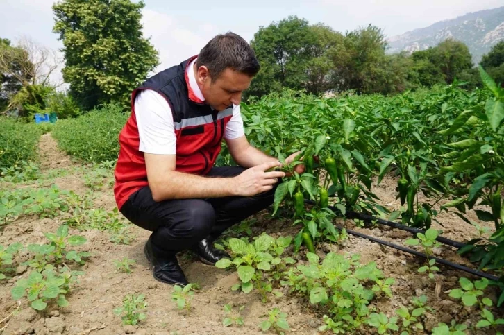 Osmaniye’de domates ve biber hasadı
